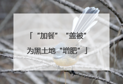“加餐”“盖被” 为黑土地“增肥”