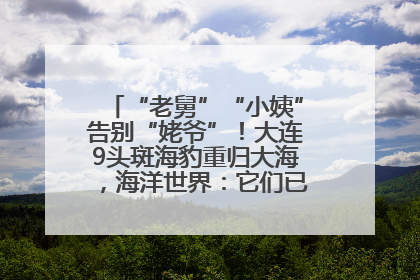 “老舅”“小姨”告别“姥爷”！大连9头斑海豹重归大海，海洋世界：它们已具备野外生存能力