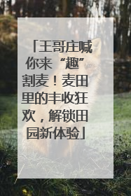 王哥庄喊你来“趣”割麦!麦田里的丰收狂欢,解锁田园新体验
