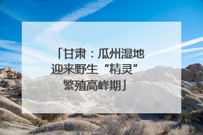 甘肃：瓜州湿地迎来野生“精灵”繁殖高峰期