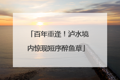 百年重逢！泸水境内惊现短序醉鱼草