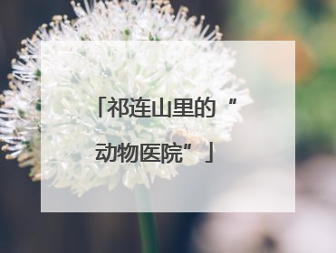 祁连山里的“动物医院”