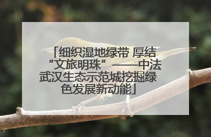 细织湿地绿带 厚结“文旅明珠”——中法武汉生态示范城挖掘绿色发展新动能