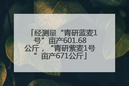 经测量“青研蓝麦1号”亩产601.68公斤，“青研紫麦1号”亩产671公斤