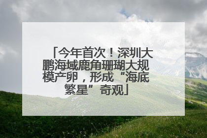 今年首次！深圳大鹏海域鹿角珊瑚大规模产卵，形成“海底繁星”奇观