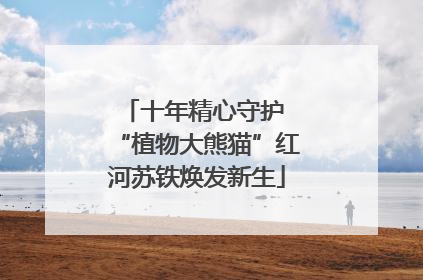 十年精心守护 “植物大熊猫”红河苏铁焕发新生