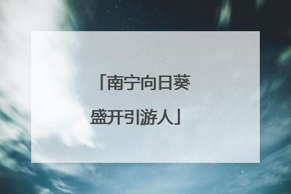 南宁向日葵盛开引游人