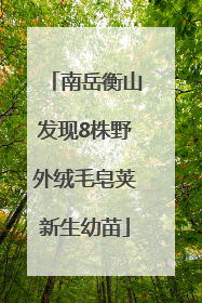 南岳衡山发现8株野外绒毛皂荚新生幼苗