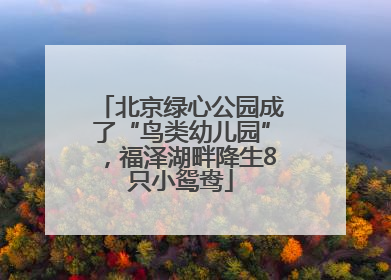 北京绿心公园成了“鸟类幼儿园”，福泽湖畔降生8只小鸳鸯