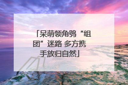 呆萌领角鸮“组团”迷路 多方携手放归自然