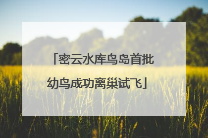 密云水库鸟岛首批幼鸟成功离巢试飞