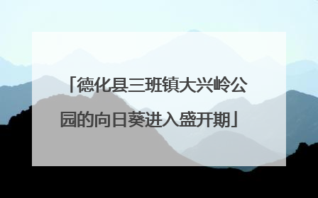 德化县三班镇大兴岭公园的向日葵进入盛开期