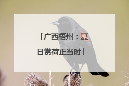 广西梧州：夏日赏荷正当时