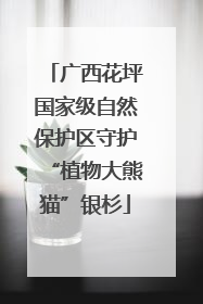 广西花坪国家级自然保护区守护“植物大熊猫”银杉