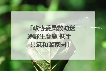 政协委员救助迷途野生麋鹿 携手共筑和谐家园