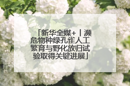 新华全媒+丨濒危物种绿孔雀人工繁育与野化放归试验取得关键进展