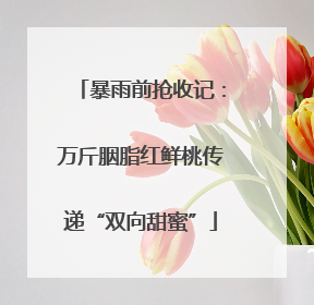 暴雨前抢收记：万斤胭脂红鲜桃传递“双向甜蜜”