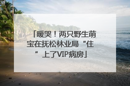 暖哭！两只野生萌宝在抚松林业局“住”上了VIP病房