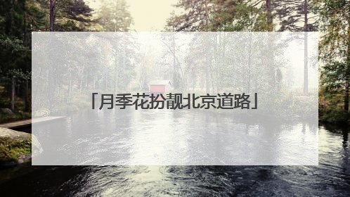 月季花扮靓北京道路