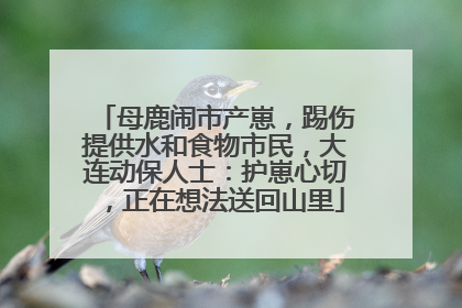 母鹿闹市产崽，踢伤提供水和食物市民，大连动保人士：护崽心切，正在想法送回山里