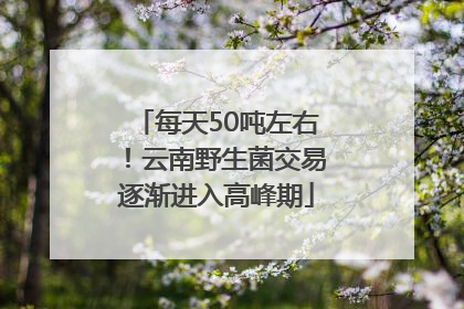 每天50吨左右！云南野生菌交易逐渐进入高峰期