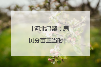 河北昌黎：扇贝分苗正当时