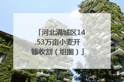 河北满城区14.53万亩小麦开镰收割（组图）