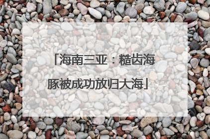 海南三亚：糙齿海豚被成功放归大海