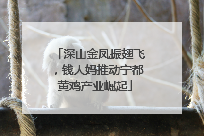 深山金凤振翅飞，钱大妈推动宁都黄鸡产业崛起