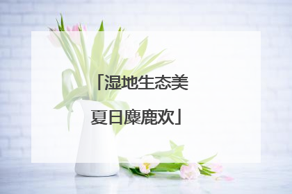 湿地生态美 夏日麋鹿欢