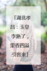 湖北孝昌：玉皇李熟了，果香四溢引客来