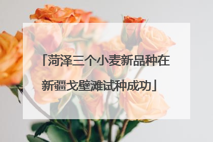 菏泽三个小麦新品种在新疆戈壁滩试种成功