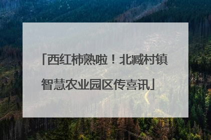 西红柿熟啦！北臧村镇智慧农业园区传喜讯