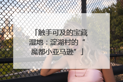 触手可及的宝藏湿地：淀湖村的“魔都小亚马逊”