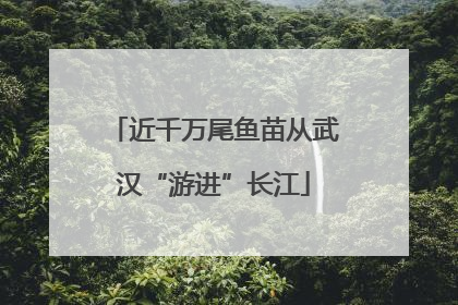 近千万尾鱼苗从武汉“游进”长江