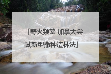 野火频繁 加拿大尝试新型撒种造林法