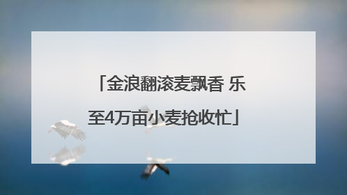 金浪翻滚麦飘香 乐至4万亩小麦抢收忙