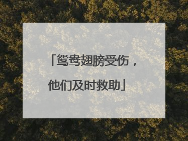 鸳鸯翅膀受伤，他们及时救助