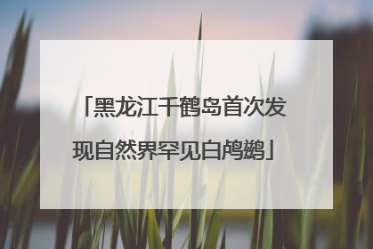 黑龙江千鹤岛首次发现自然界罕见白鸬鹚
